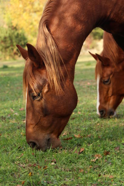 istock Horses feeding on a green field, Slovenia 872196930