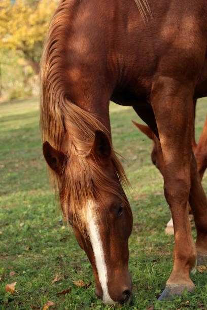 istock Horses feeding on a green field, Slovenia 872196936