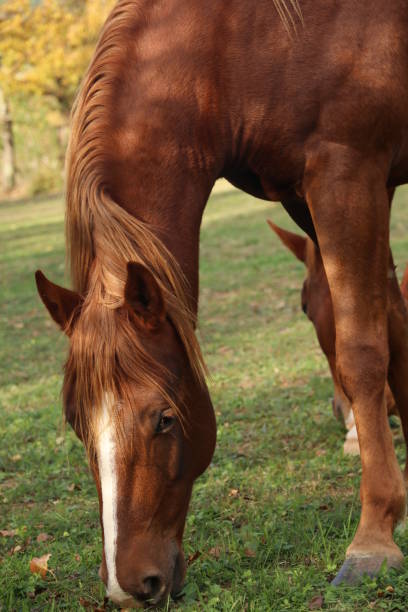istock Horses feeding on a green field, Slovenia 872196938