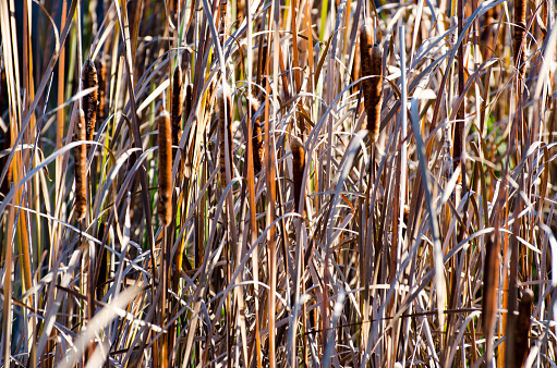Cattails and Marsh in autumn in the Assiniboine Forest, Winnipeg, Manitoba, Canada