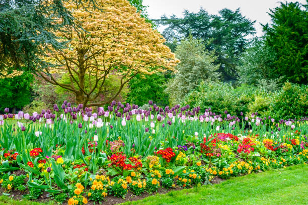 istock Colorful Tulip Flowes and Trees in Cannon Hill Park 872214590
