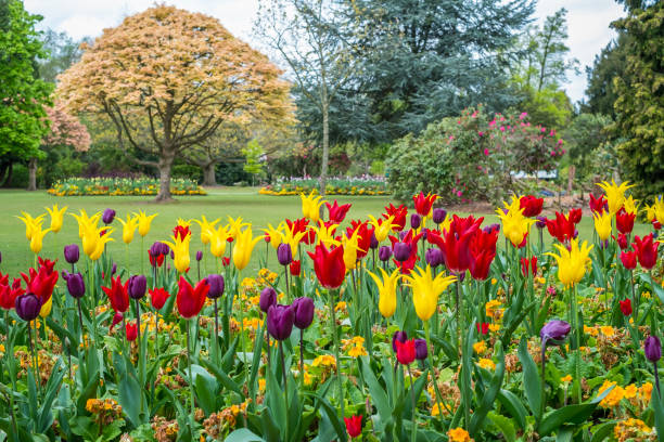 istock Colorful Tulip Flowes and Trees in Cannon Hill Park 872214728