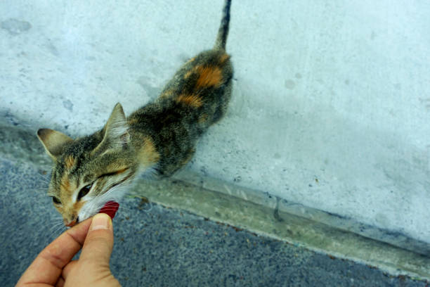 on the street,small,pussy,
