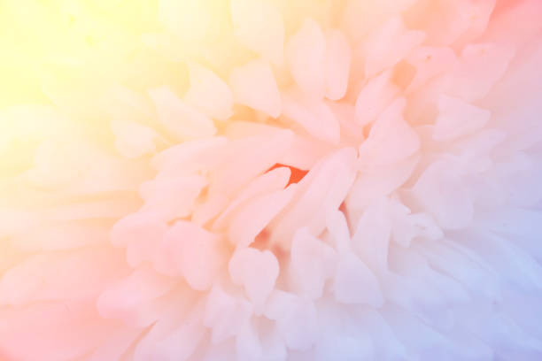 istock blur flower background with color filter 872218832