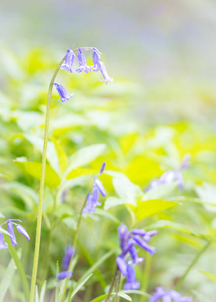 istock BlueBells, Springtime Wildflowers. 872221338