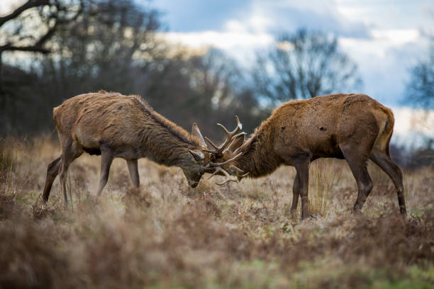 istock Rutting red deer stags fighting with antlers locked 872225138