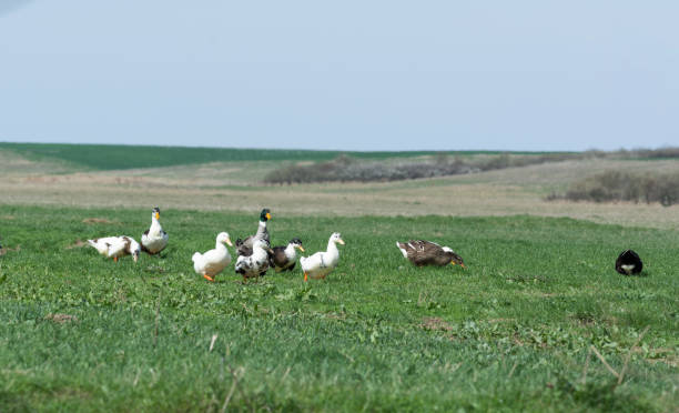istock Many domestic ducks on a meadow 872228690
