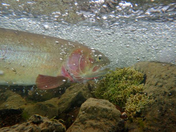 istock Yellowstone Cutthroat Trout 872228816
