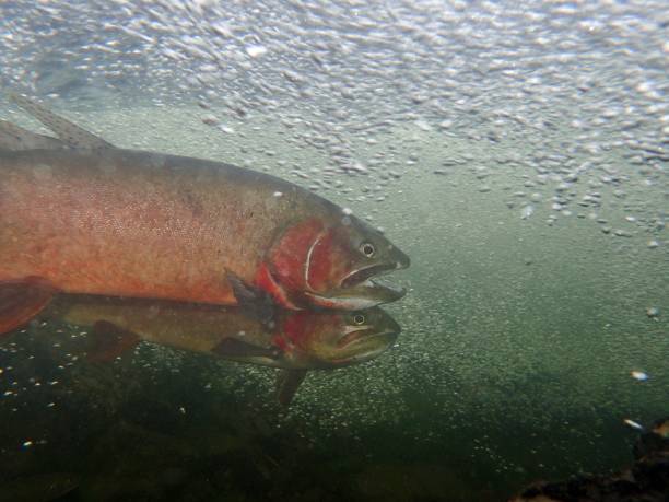 istock Yellowstone Cutthroat Trout 872228820