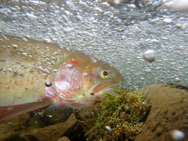 yellowstone cutthroat trout - cutthroat trout stock-fotos und bilder