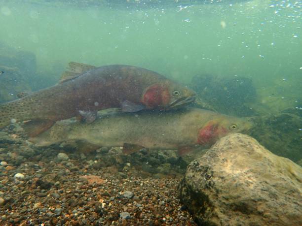 istock Yellowstone Cutthroat Trout 872228834