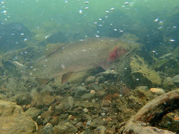 istock Yellowstone Cutthroat Trout 872228868