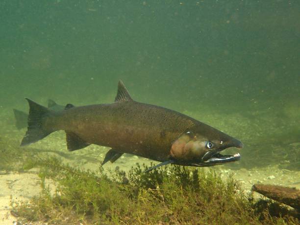 chinook und silberlachs - coho salmon stock-fotos und bilder