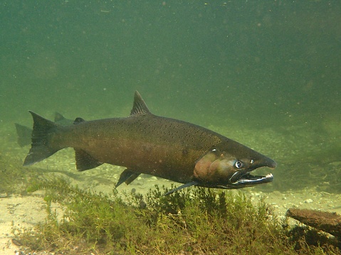 salmon swim up the Crystal River in Northern Michigan to spawn