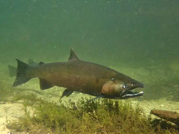 salmon swim up the Crystal River in Northern Michigan to spawn