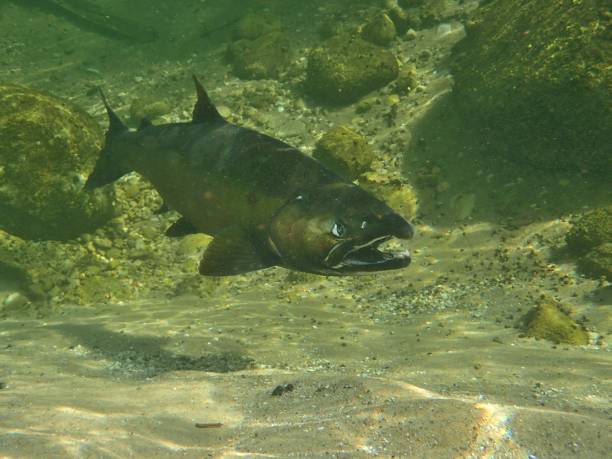 istock Chinook and Coho Salmon 872229042
