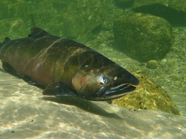 istock Chinook and Coho Salmon 872229072