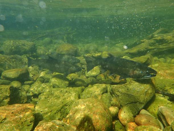 istock Chinook and Coho Salmon 872229076