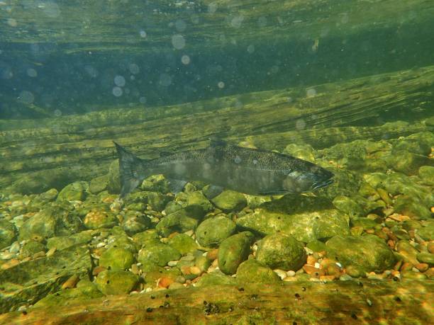 istock Chinook and Coho Salmon 872229100
