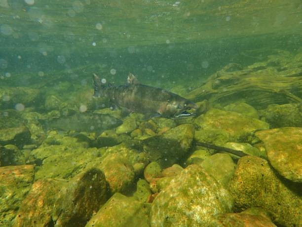 istock Chinook and Coho Salmon 872229102