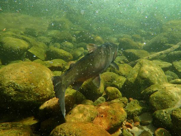 istock Chinook and Coho Salmon 872229120