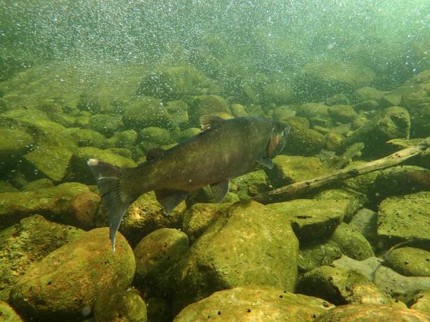 istock Chinook and Coho Salmon 872229138