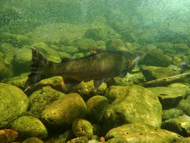 istock Chinook and Coho Salmon 872229156
