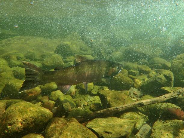 istock Chinook and Coho Salmon 872229160