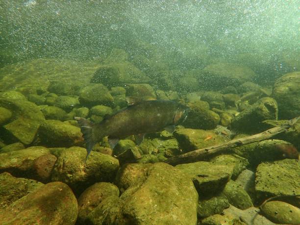 istock Chinook and Coho Salmon 872229168