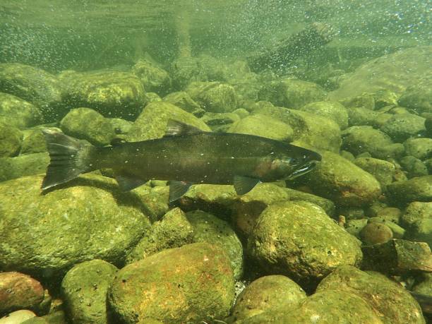 istock Chinook and Coho Salmon 872229178