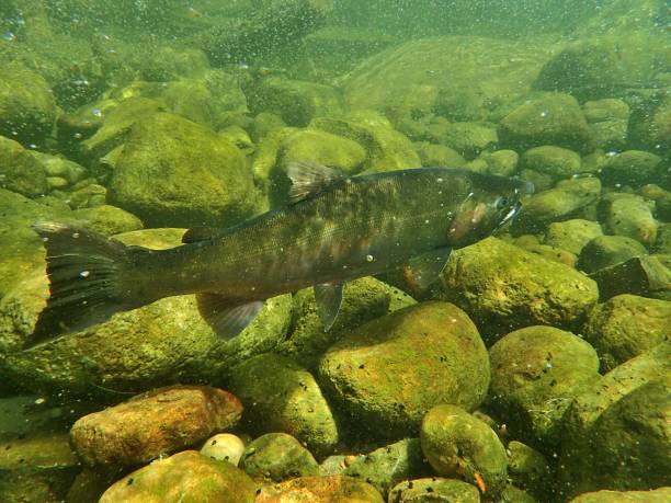 istock Chinook and Coho Salmon 872229180