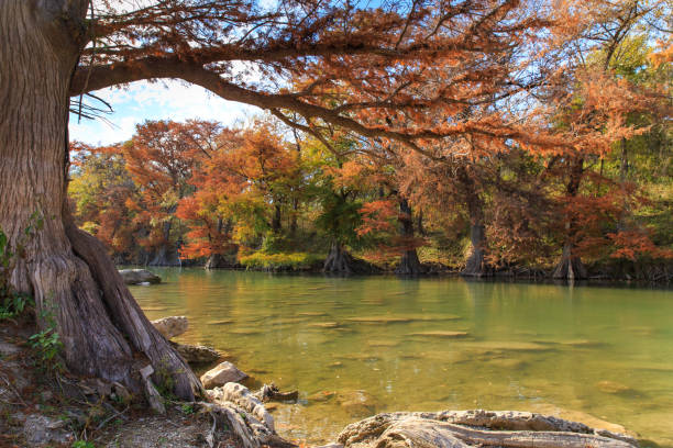Guadalupe River State Park Fall Colors Guadalupe River State Park Fall Colors in Spring Branch, Texas juniperus chinensis stock pictures, royalty-free photos & images