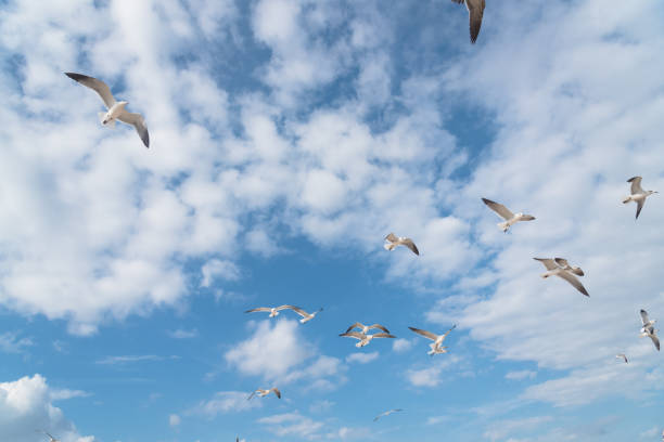istock Group seagulls are flying on the cloud blue sky 872232296