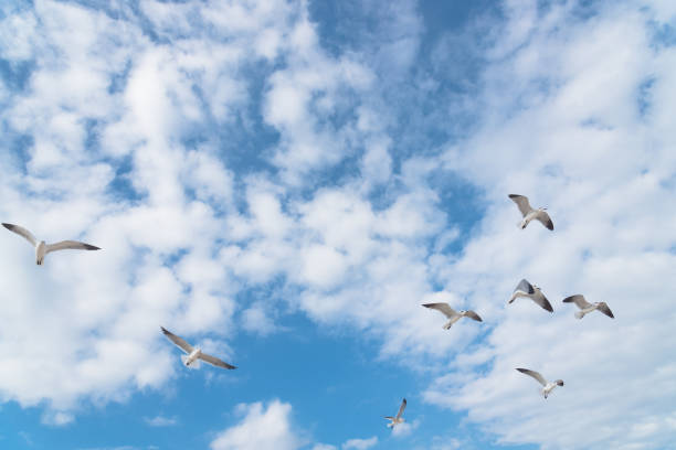 istock Group seagulls are flying on the cloud blue sky 872232368