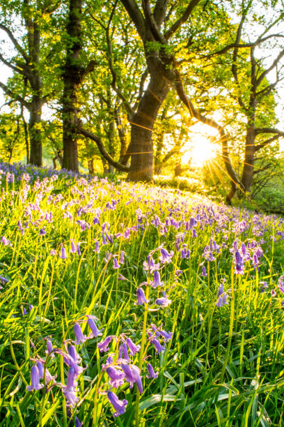 istock BlueBells, Springtime Wildflowers. 872232412
