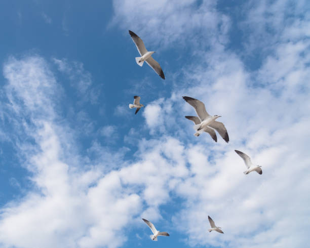 istock Group seagulls are flying on the cloud blue sky 872232498