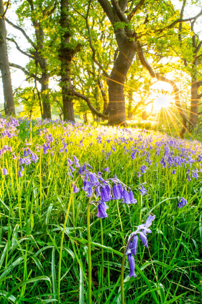 istock BlueBells, Springtime Wildflowers. 872232546