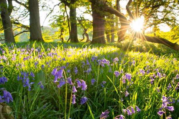 BlueBells, Springtime Wildflowers.