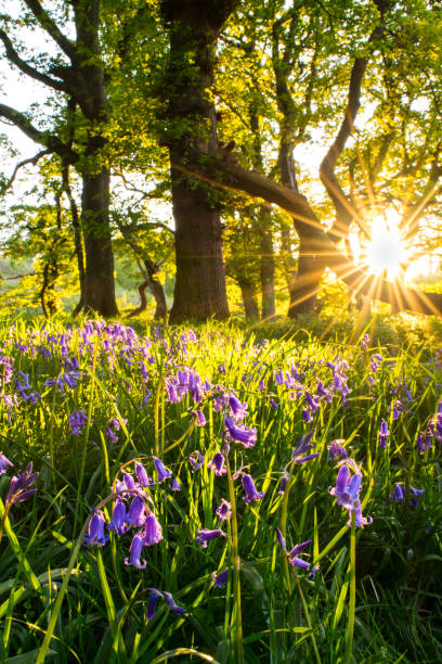 istock BlueBells, Springtime Wildflowers. 872235082