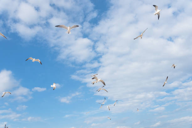 istock Group seagulls are flying on the cloud blue sky 872235116