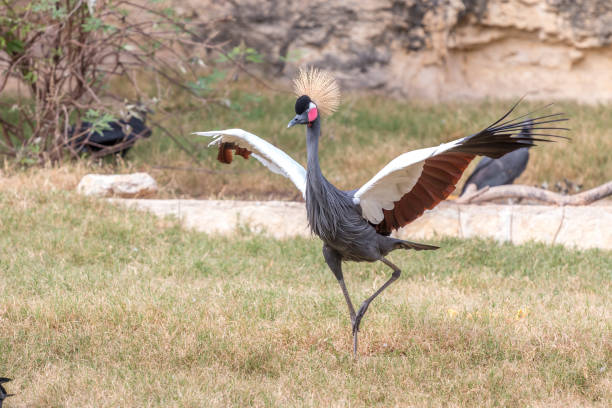 istock Crowned Crane Exntending Wings to Chase Birds 872235150