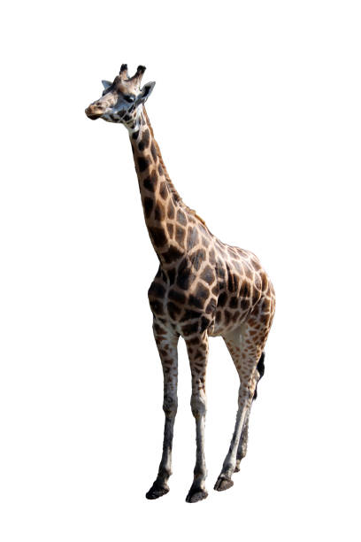 istock a big giraffe isolated on the white background 872238106