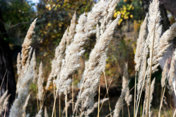 istock light spikelets of dry, autumn grass 872238242