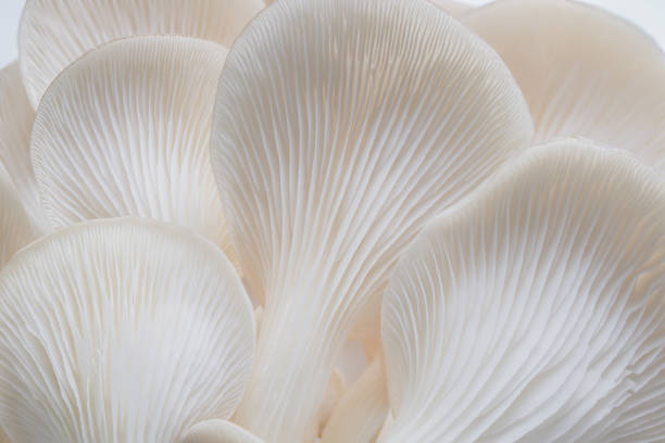 istock background macro of Sajor-caju Mushroom plants 872238316