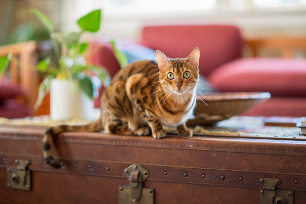 Alert Young Bengal on Leather Trunk stock photo