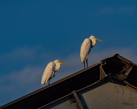 Heron, Cattle Egret on the wire of the light