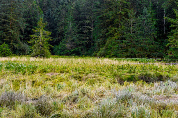 istock Bears in the Great Bear Rainforest 872239052
