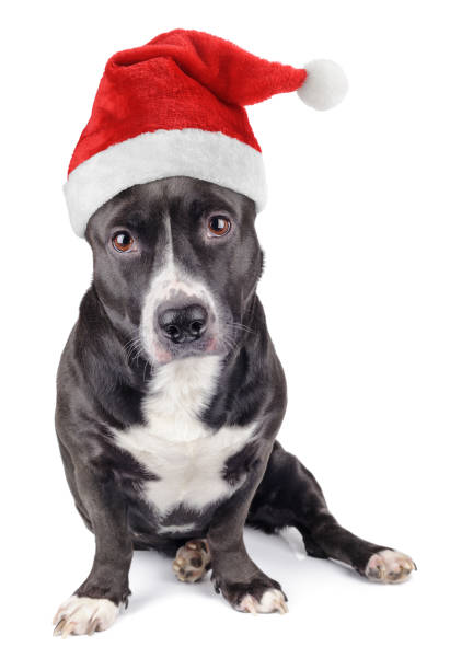 istock Cute black dog with santa hat 872239848