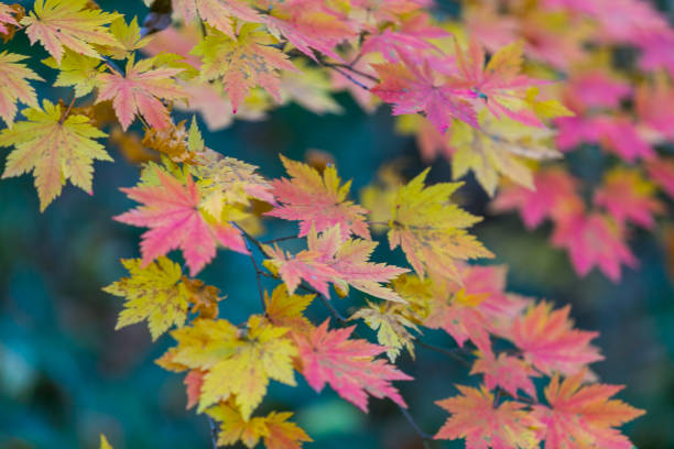 istock autumn of Korea 872242318