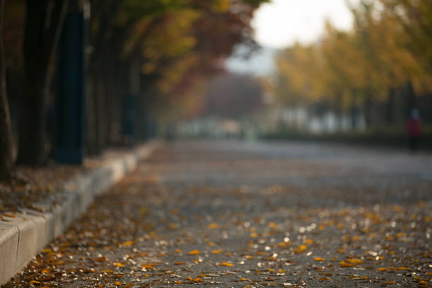istock autumn of Korea 872242492